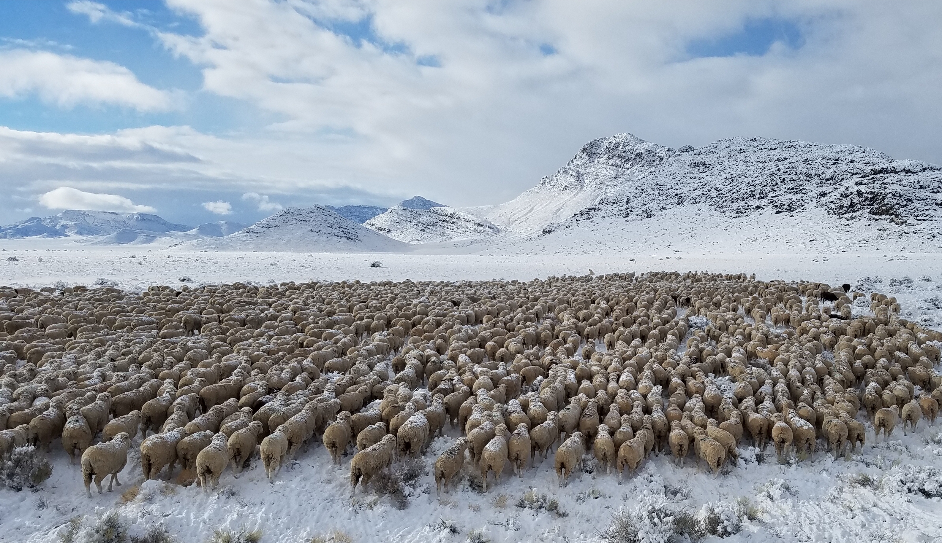 Blain Sheep winter shot A cold morning 1-2017